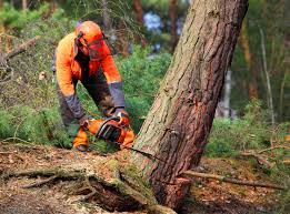 Professional Tree Services in Ottawa, OH